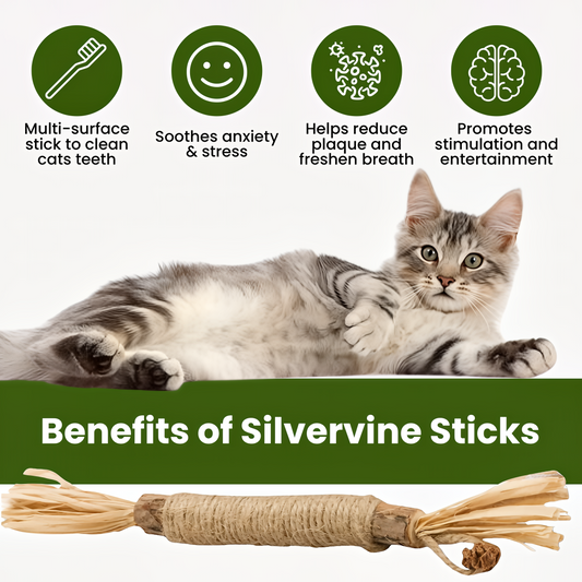 6 Silvervine Dental Sticks